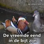 De vreemde eend in de bijt zijn