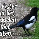 De ekster kan het huppelen niet laten