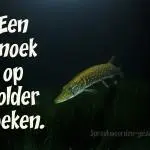 Een snoek op zolder zoeken.